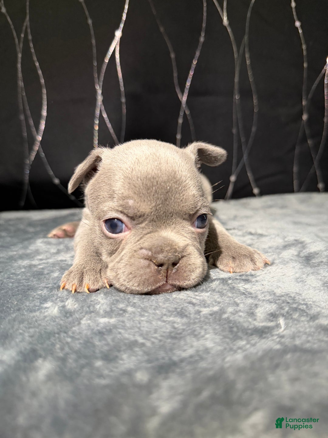 French Bulldog dogs for sale: PHILLY  - Ad 5