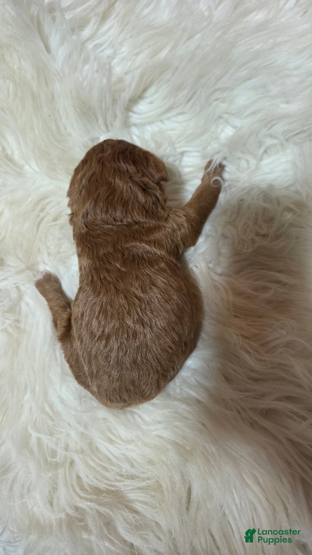 Cavapoo dogs for sale: Hadley  - Ad 8