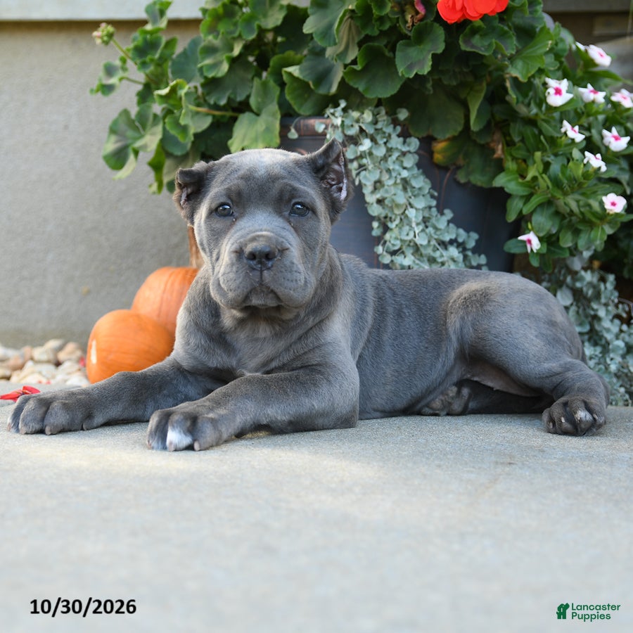 Cane Corso dogs for sale: Tempest - Ad 2