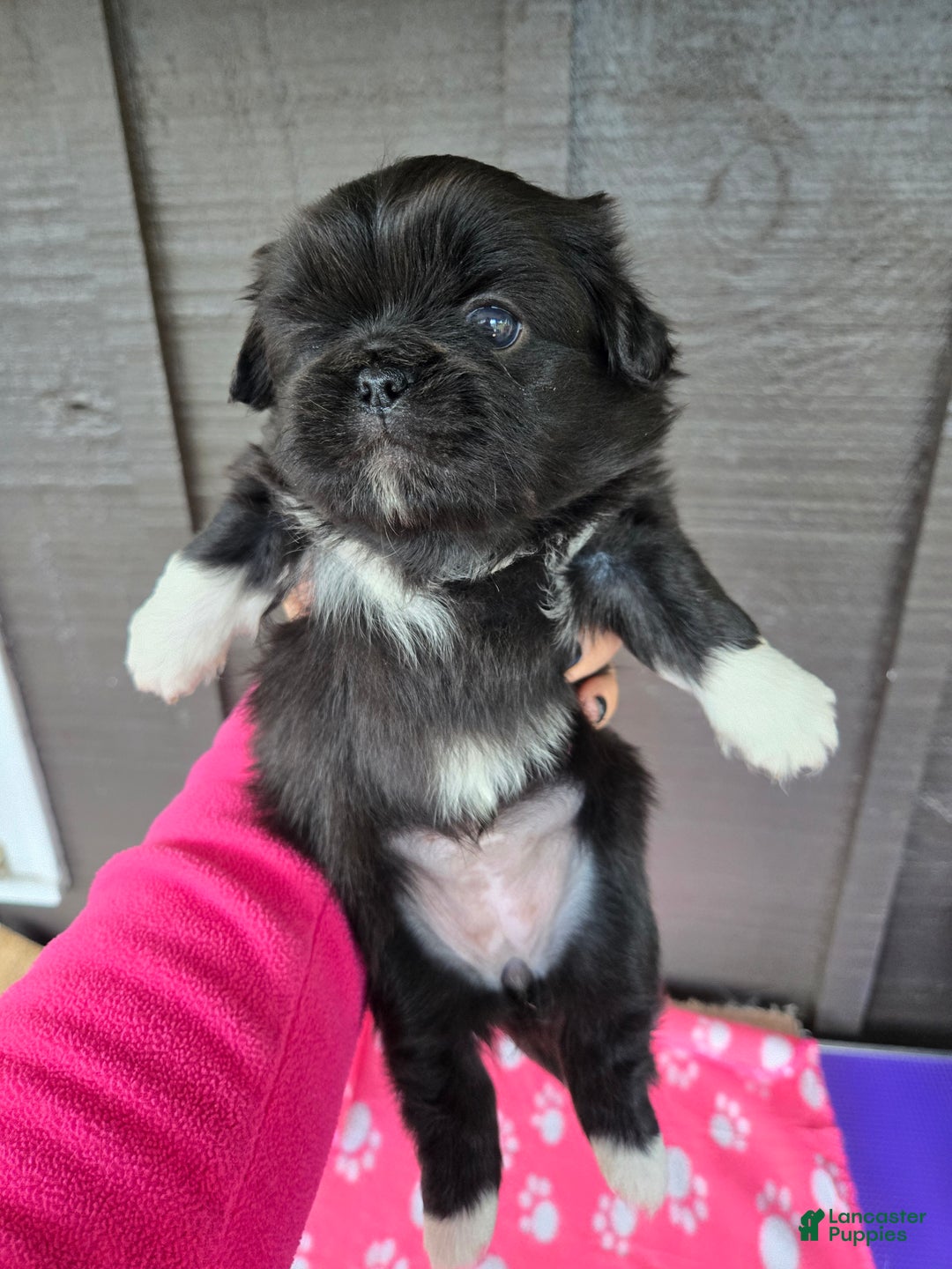 Pekingese dogs for sale: Morticia - Ad 5
