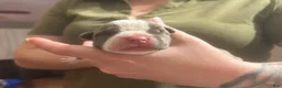 American Bully dogs for sale: American Bully 3 - Ad 9