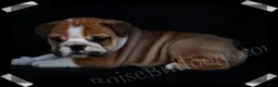 English Bulldog dogs for sale: Griff (M) - Ad 2