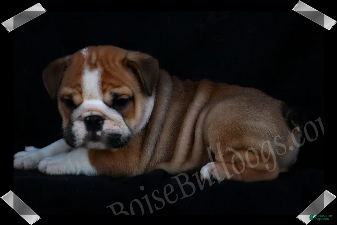 English Bulldog dogs for sale: Griff (M) - Ad 2