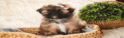 Shih Tzu dogs for sale: Shaina - Ad 4