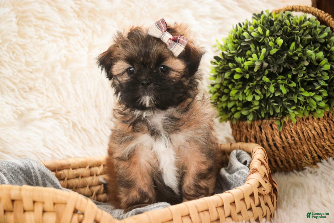 Shih Tzu dogs for sale: Shaina - Ad 4