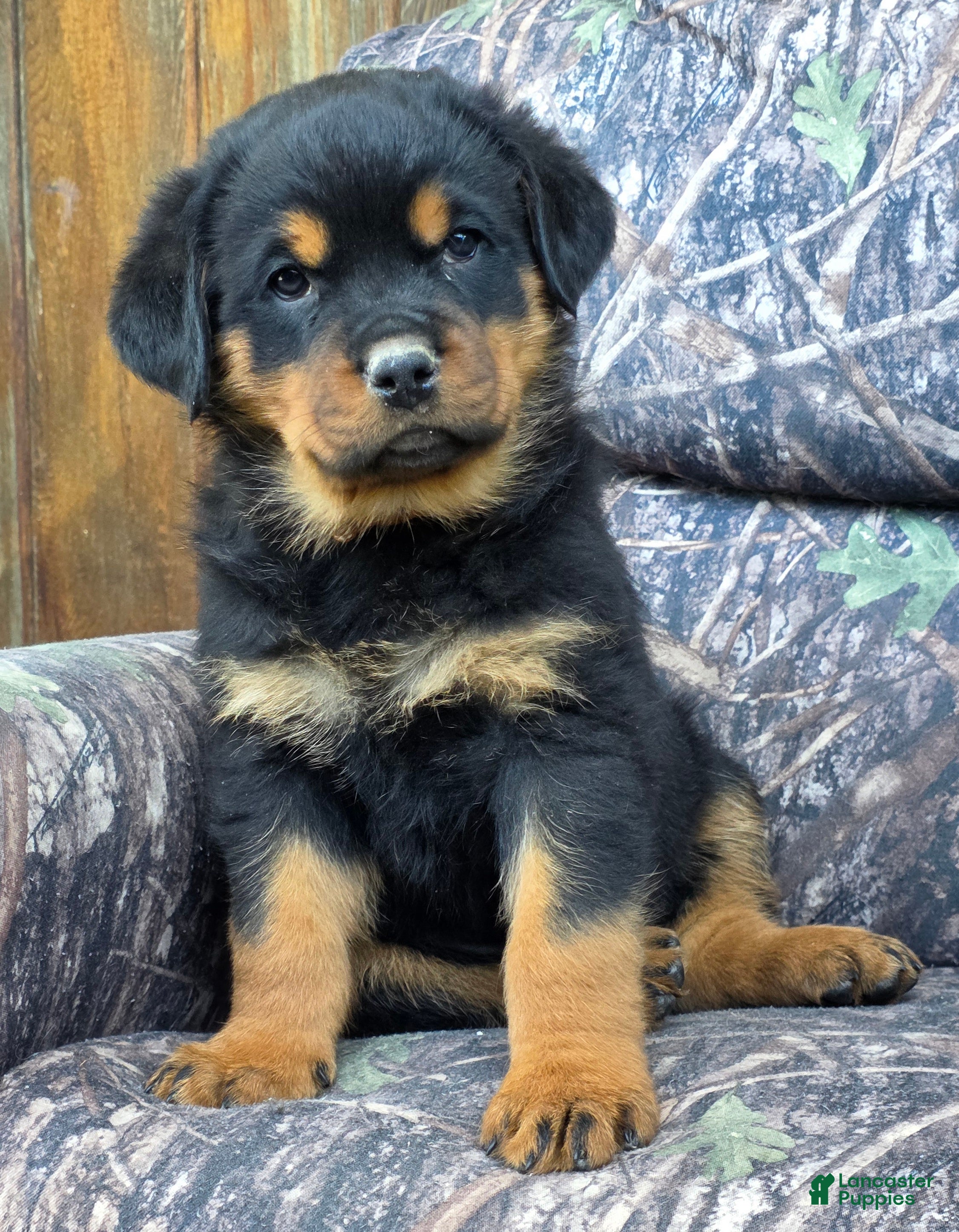 Rottweiler dogs Bryson - Ad 2