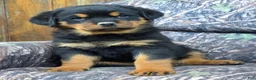 Rottweiler dogs for sale: Bryson - Ad 4