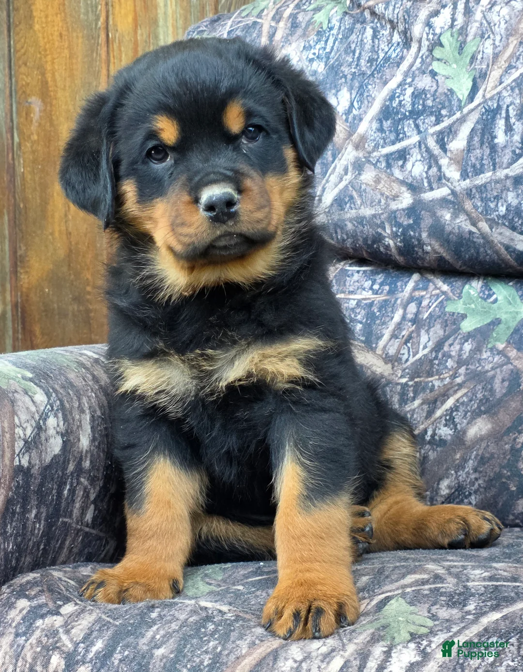 Rottweiler dogs for sale: Bryson - Ad 2