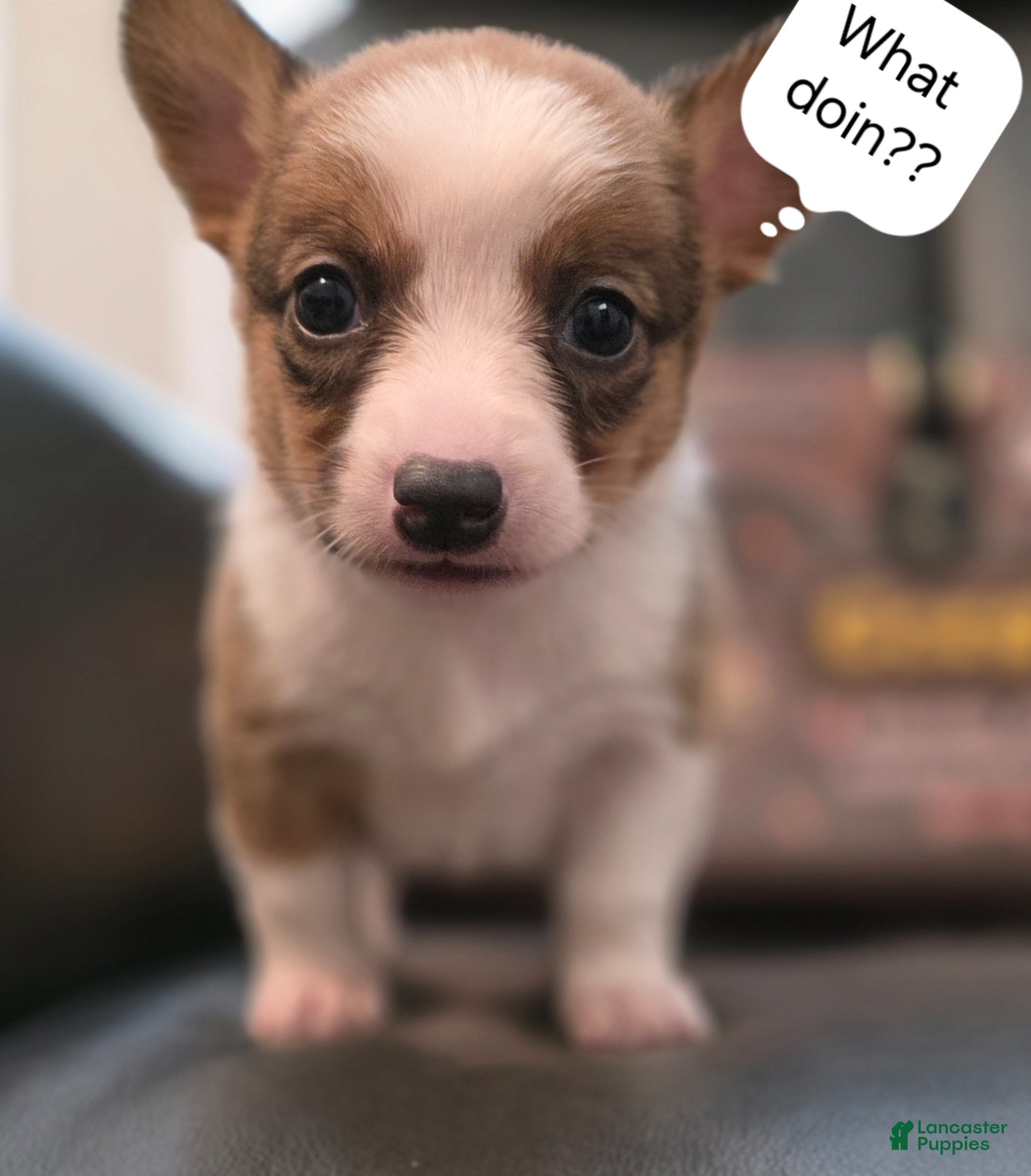 Mixed Breed dogs Salutations - Ad 25