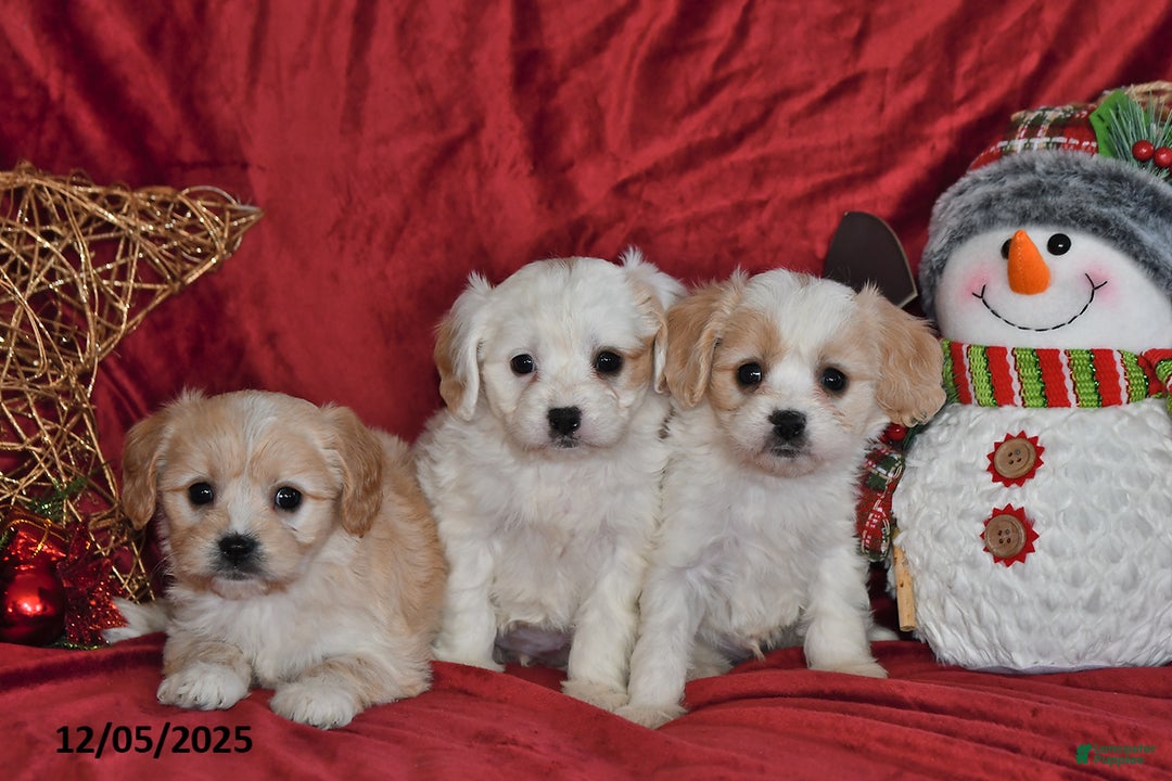Cavachon dogs for sale: Anika Faith - Ad 2