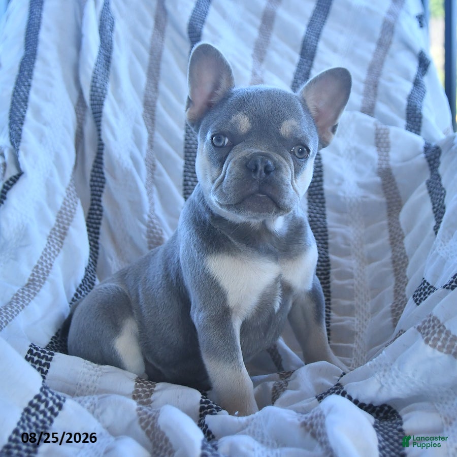 French Bulldog dogs Oliver - Ad 2