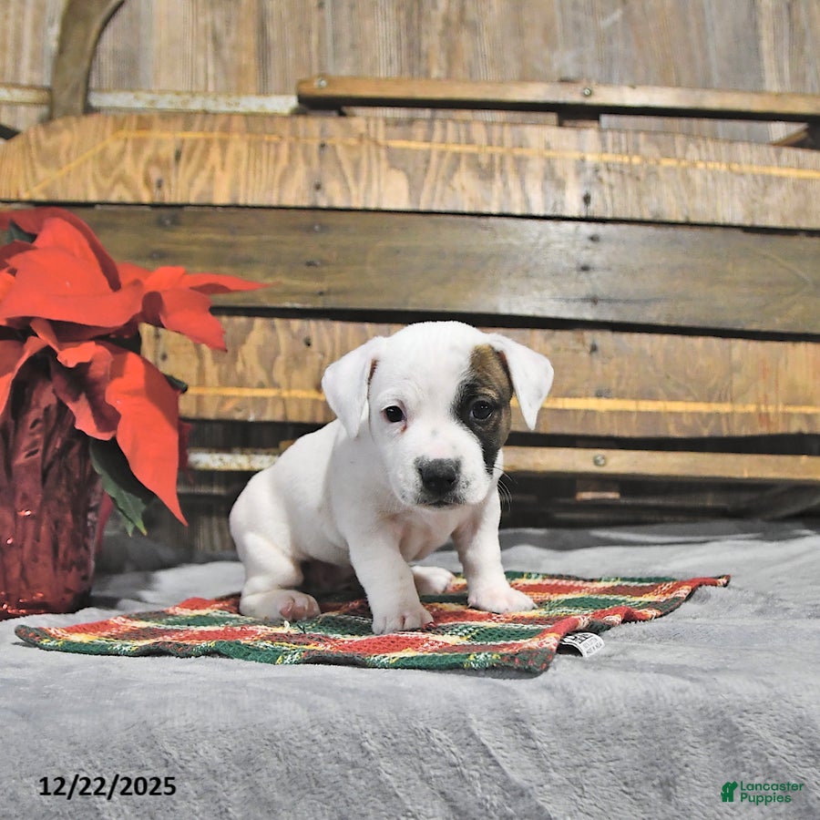 Jack Russell Terrier dogs Twila - Ad 8