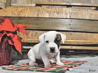 Jack Russell Terrier dogs Twila - Ad 8