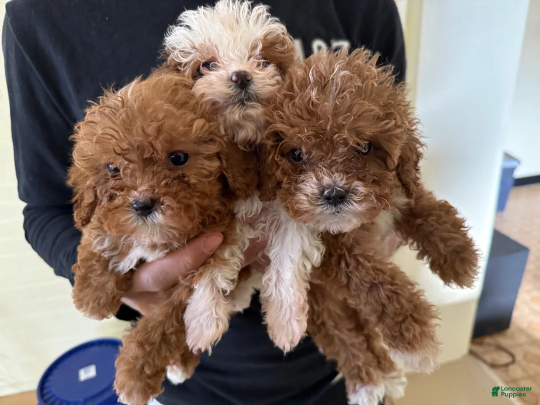 Cavapoo dogs for sale: Princess  - Ad 3