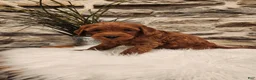 Mini Goldendoodle dogs for sale: BRUNO - Mini Goldendoodle Puppy 2 - Ad 1