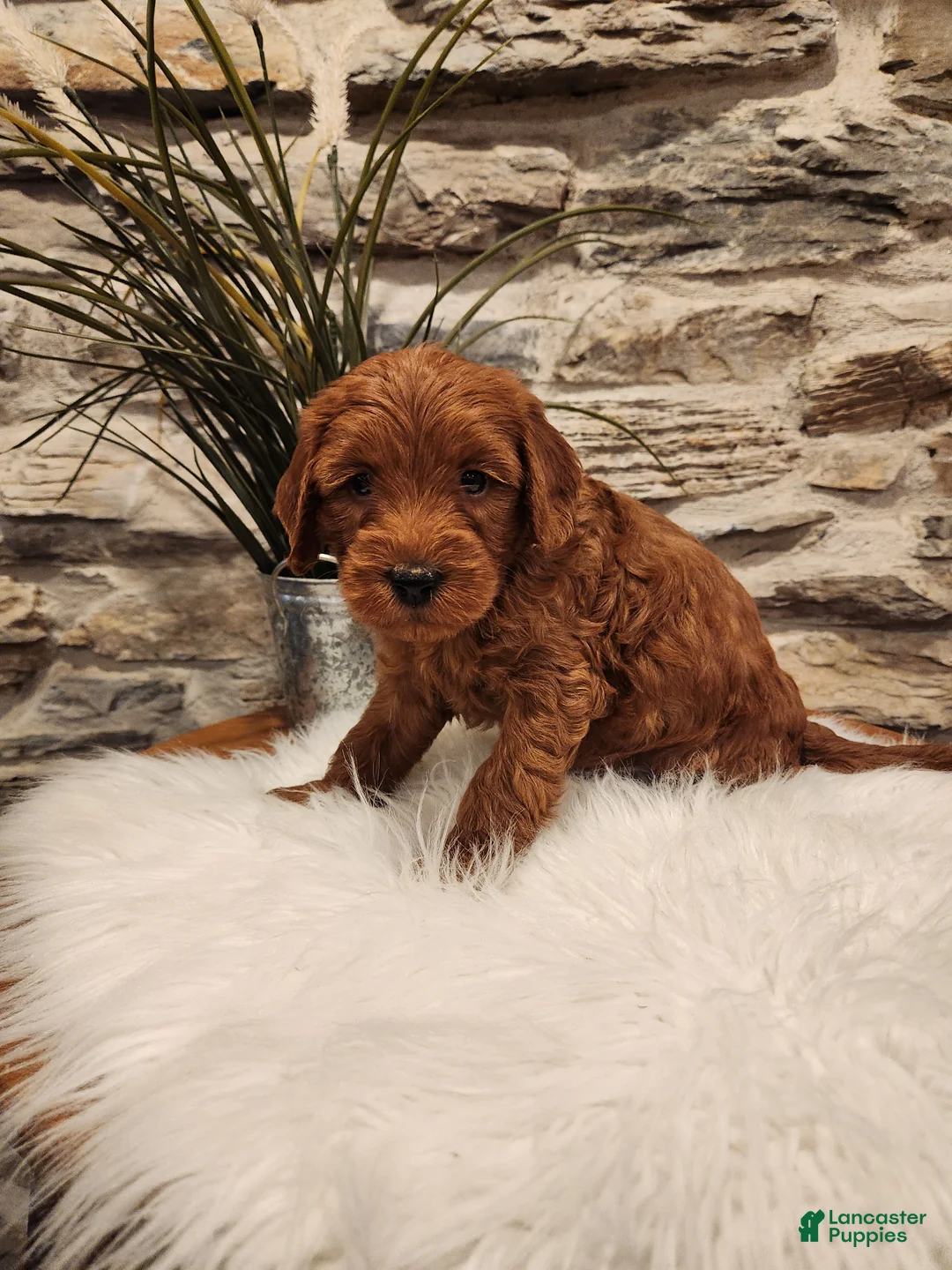 Mini Goldendoodle dogs for sale: BRUNO - Mini Goldendoodle Puppy 2 - Ad 1