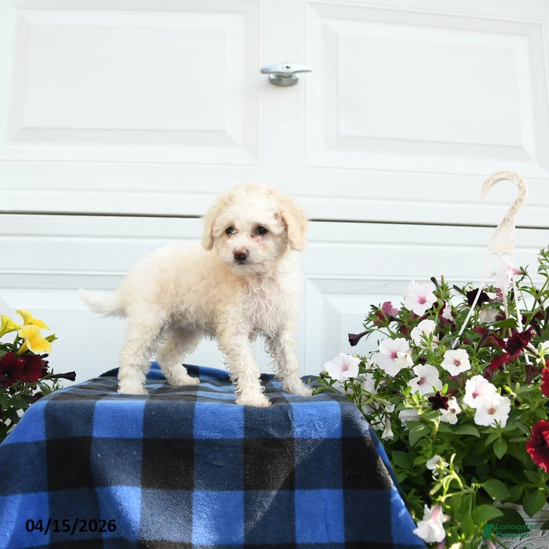 Cavapoo dogs for sale: April - Ad 3