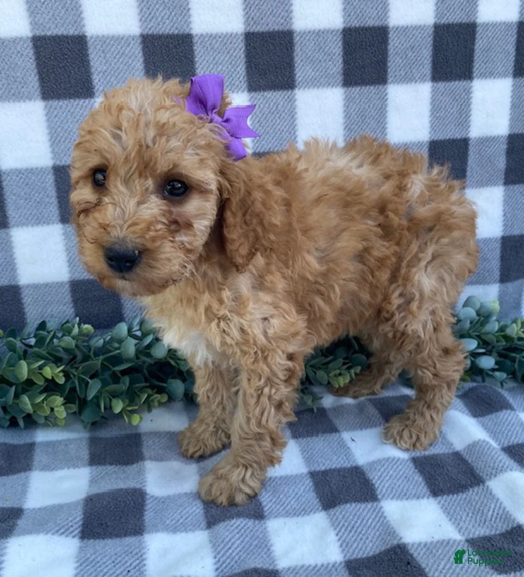 Mini Goldendoodle dogs for sale: Lucy - Ad 3