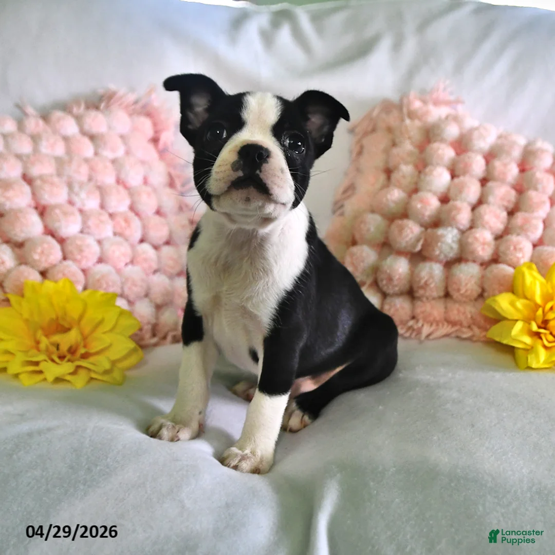Boston Terrier dogs for sale: Dusty - Ad 2