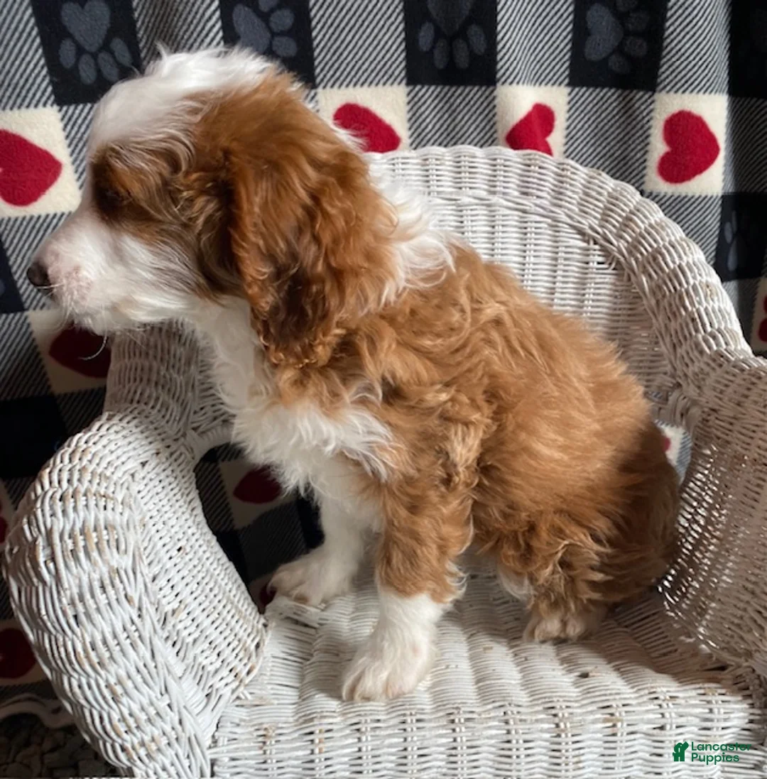 Mini Goldendoodle dogs for sale: Cody - Ad 2