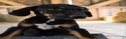 Catahoula Leopard Dog dogs for sale: Tracy II 2026 Male 3 - Ad 9