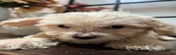 Miniature Poodle dogs for sale: Miniature Poodle 1 - Ad 6