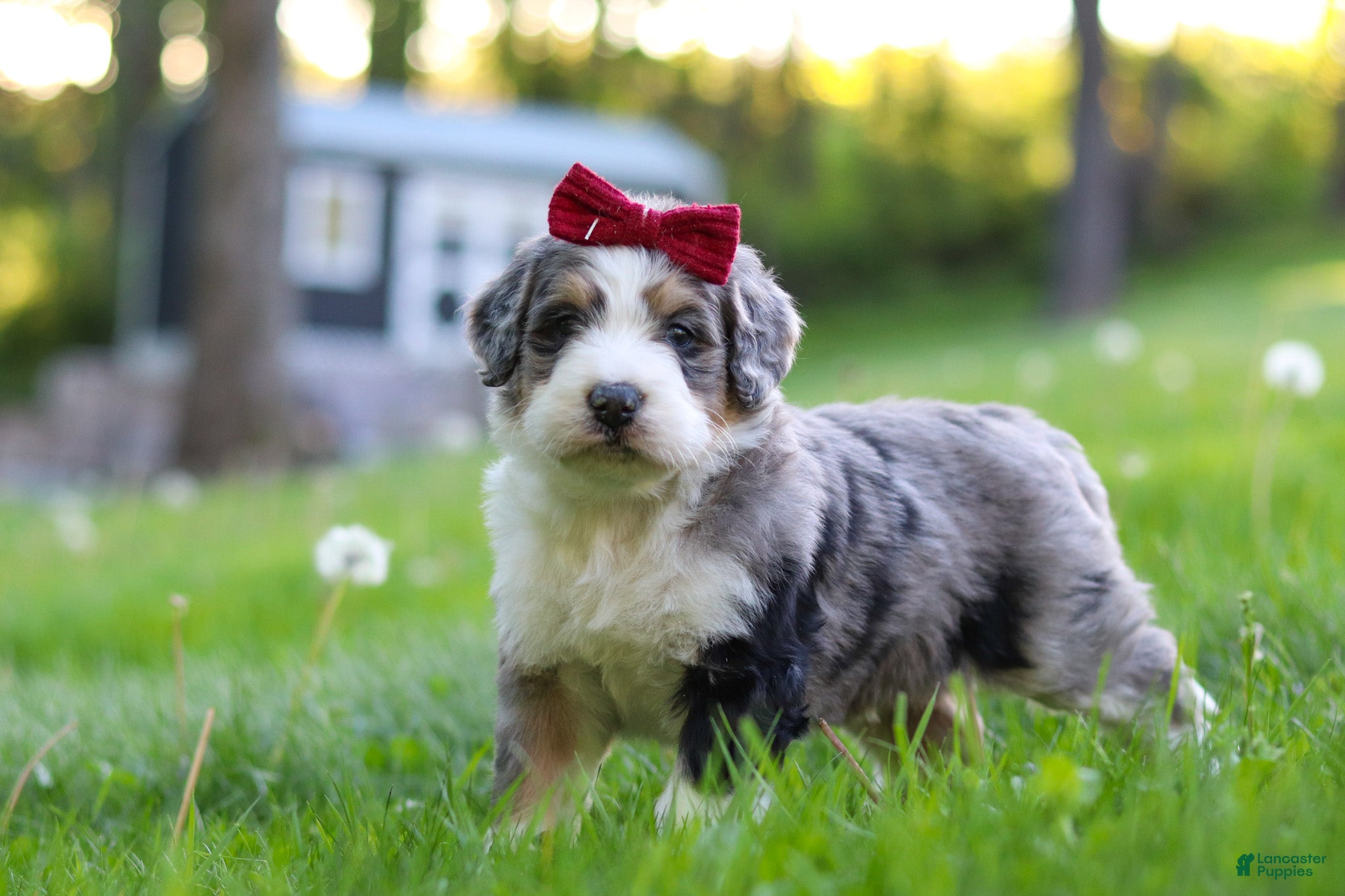 Bernedoodle dogs Bernedoodle Puppy 1 - Ad 1