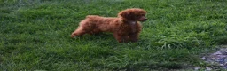Miniature Poodle dogs for sale: Denver  💕🐶 - Ad 16