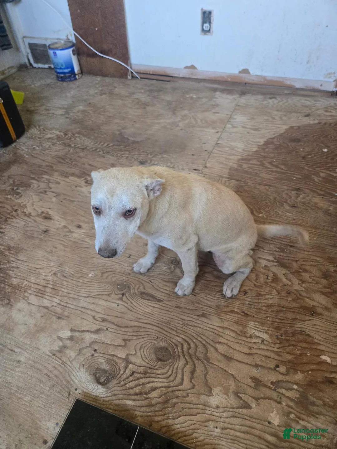 Mixed Breed dogs for sale: Mixed Breed 2 - Ad 1