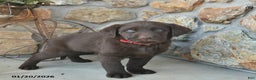 Labrador Retriever dogs for sale: Justin  - Ad 3