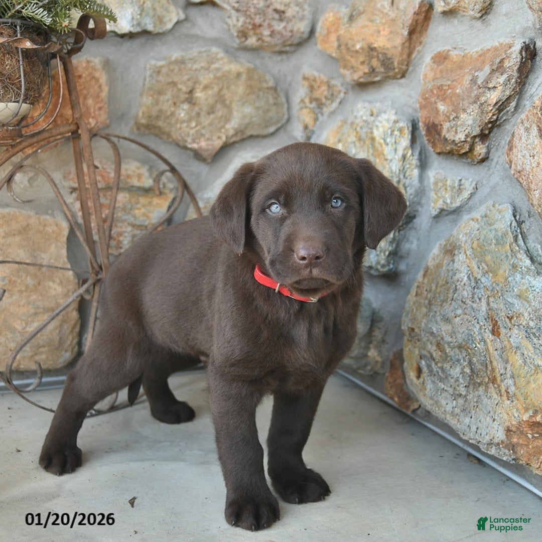 Labrador Retriever dogs for sale: Justin  - Ad 3