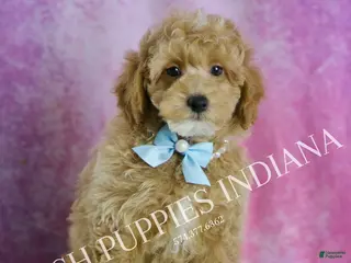 Miniature Poodle dogs Wiggles - Ad 26