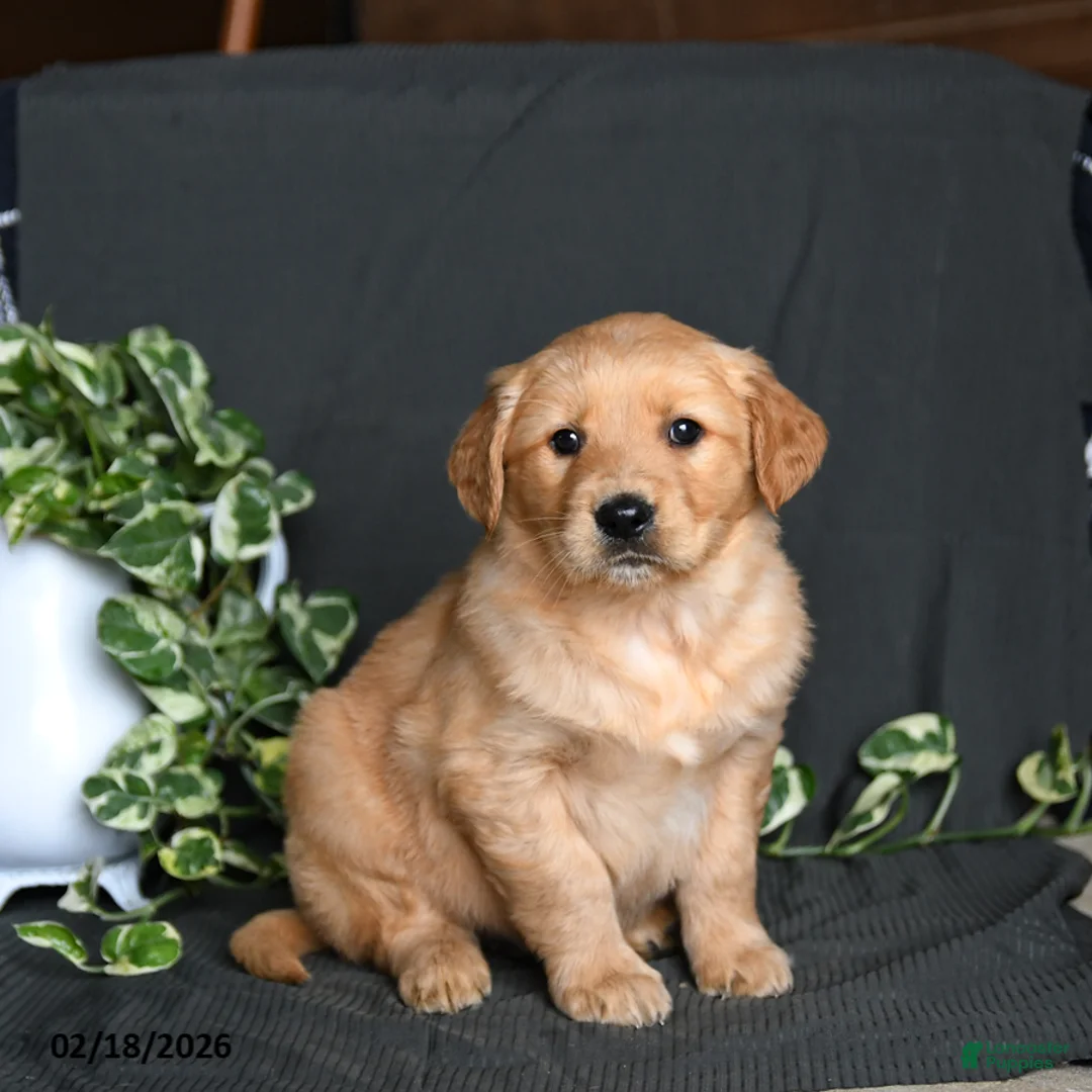 Golden Retriever dogs for sale: Riley - Ad 2