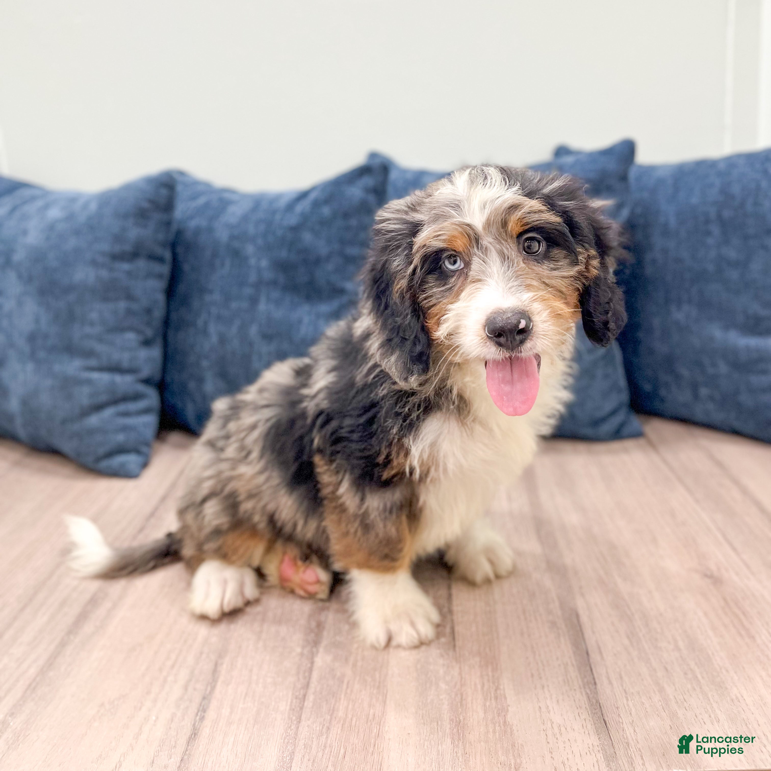 Mini Bernedoodle dogs Rusty - New Video - Ad 1