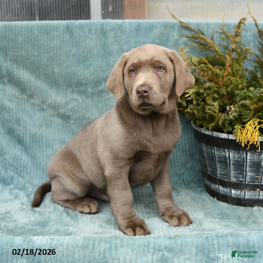 Labrador Retriever dogs Grayson - Ad 2
