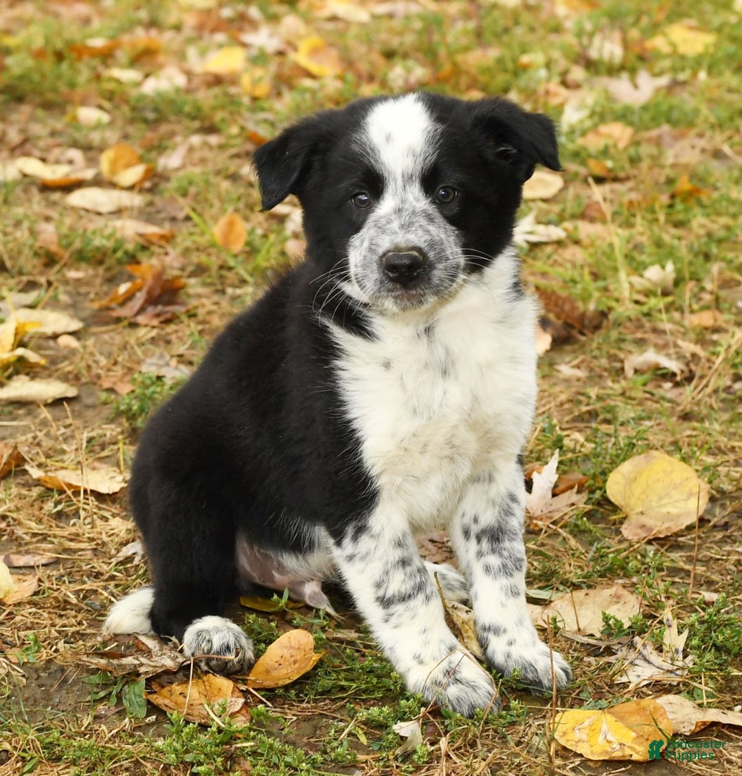 Border Collie Blue Heeler Dalmatian Mix Puppy Pads Blue Heeler