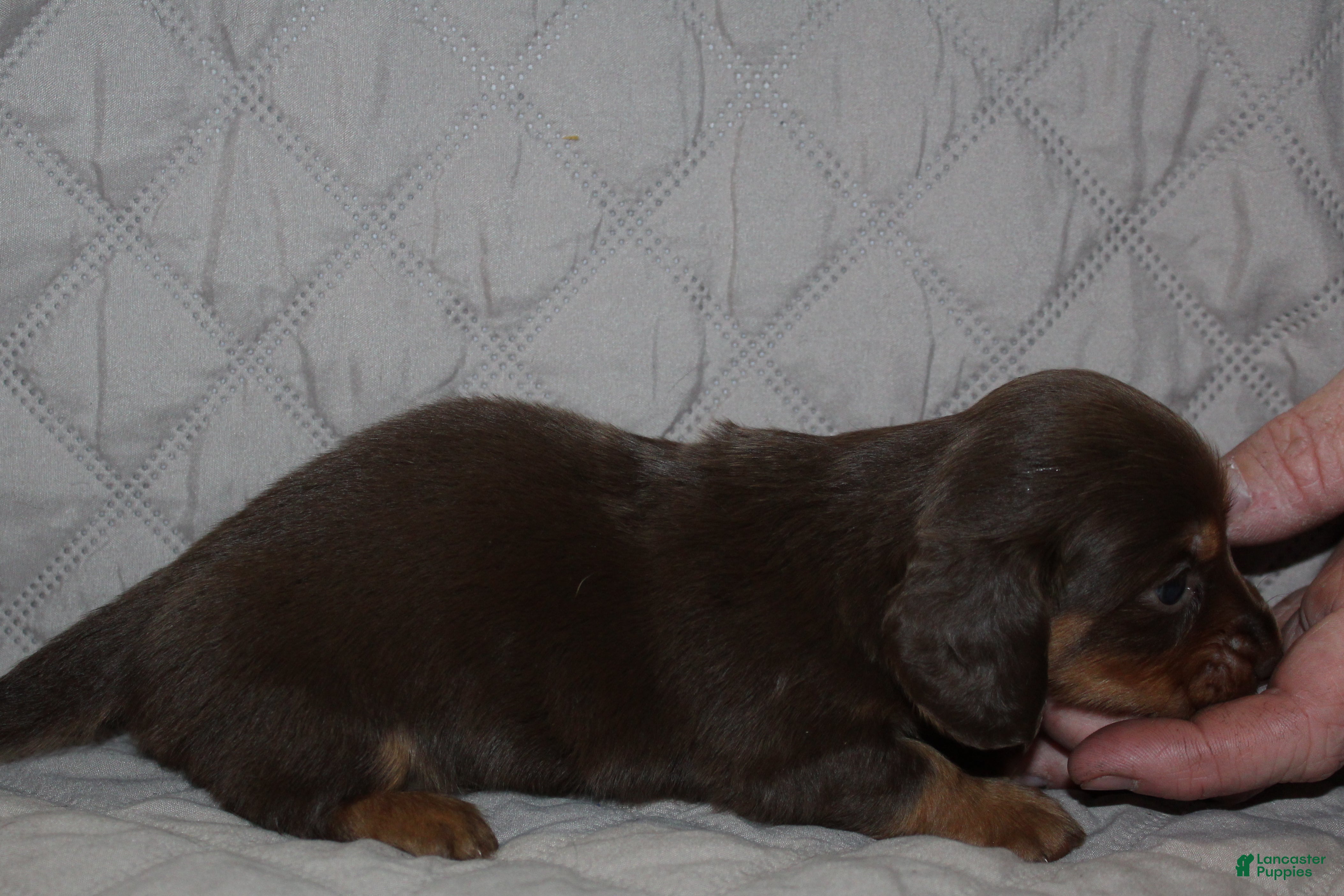 Miniature Dachshund dogs Mika - Ad 38