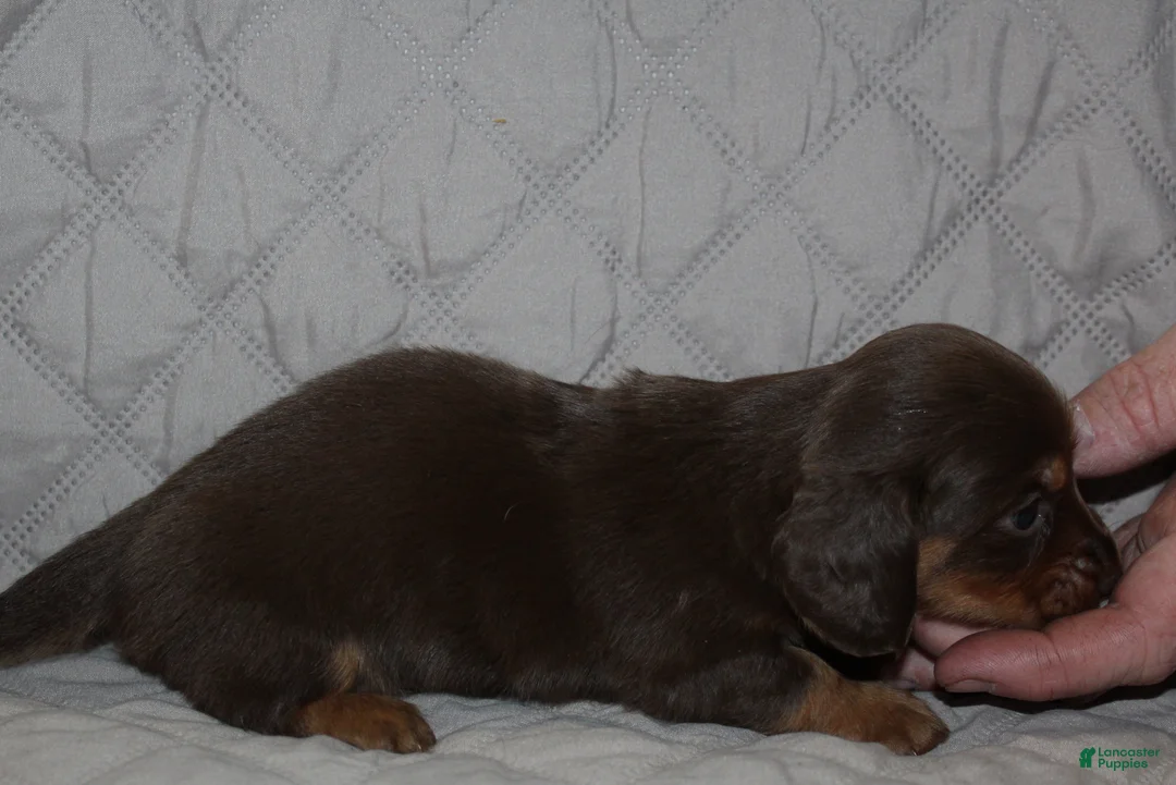 Miniature Dachshund dogs for sale: Mika - Ad 1