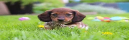 Miniature Dachshund dogs for sale: Tony - Ad 3