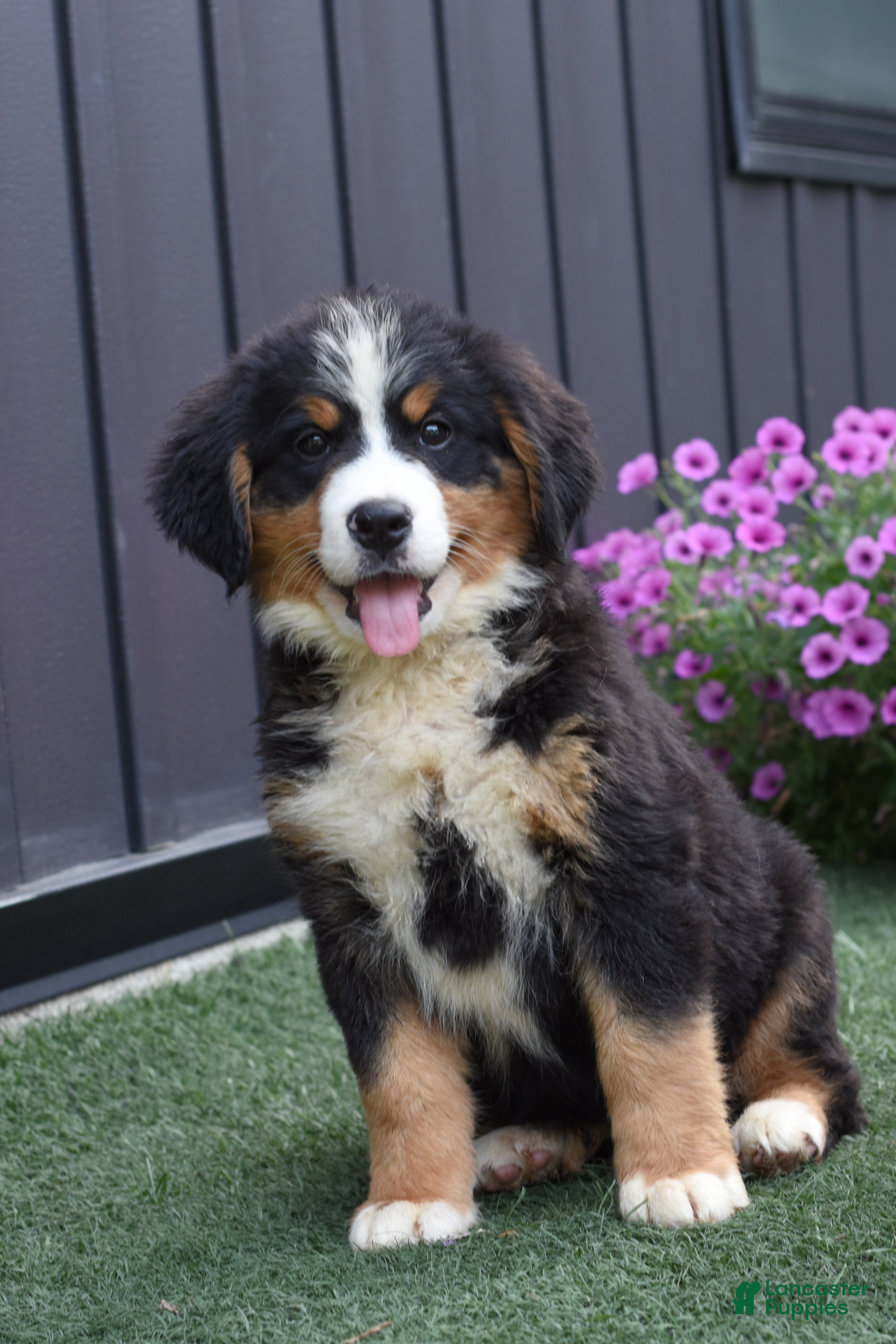 Bernese Mountain Dog dogs Dixie - Ad 2