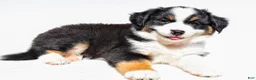 Miniature Australian Shepherd dogs for sale: Zoey - Ad 7