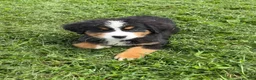 Bernese Mountain Dog dogs for sale: Paisley - Ad 20
