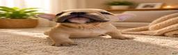 American Bully dogs for sale: Flippers - Ad 3