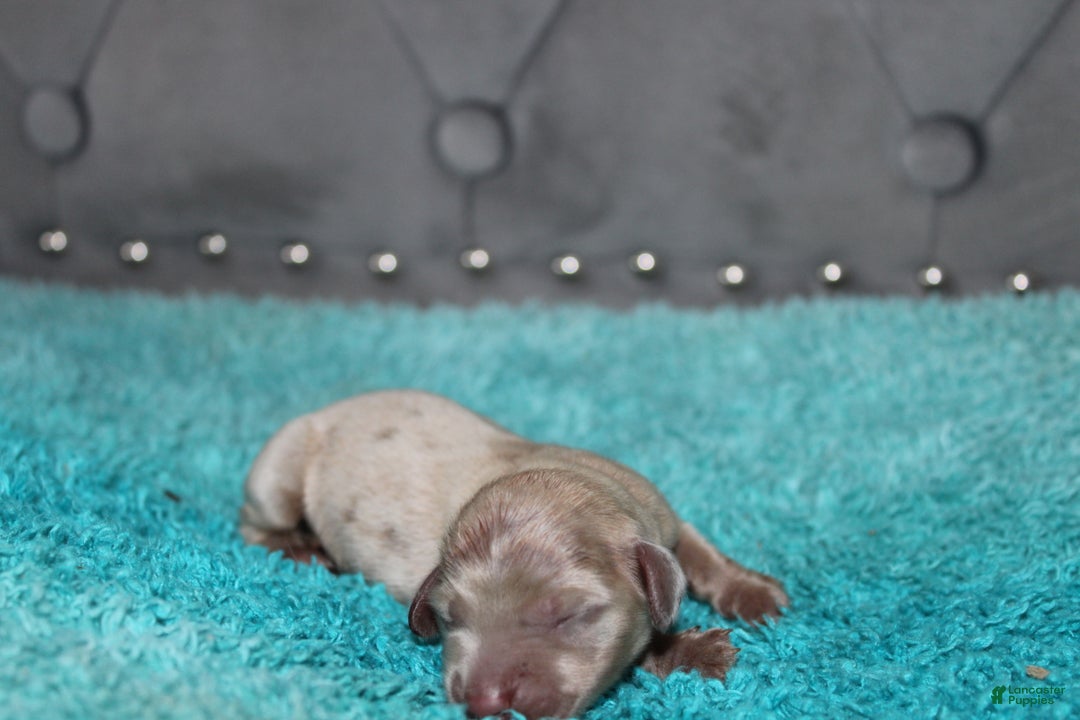 Miniature Dachshund dogs for sale: Minnie Mini - Ad 11