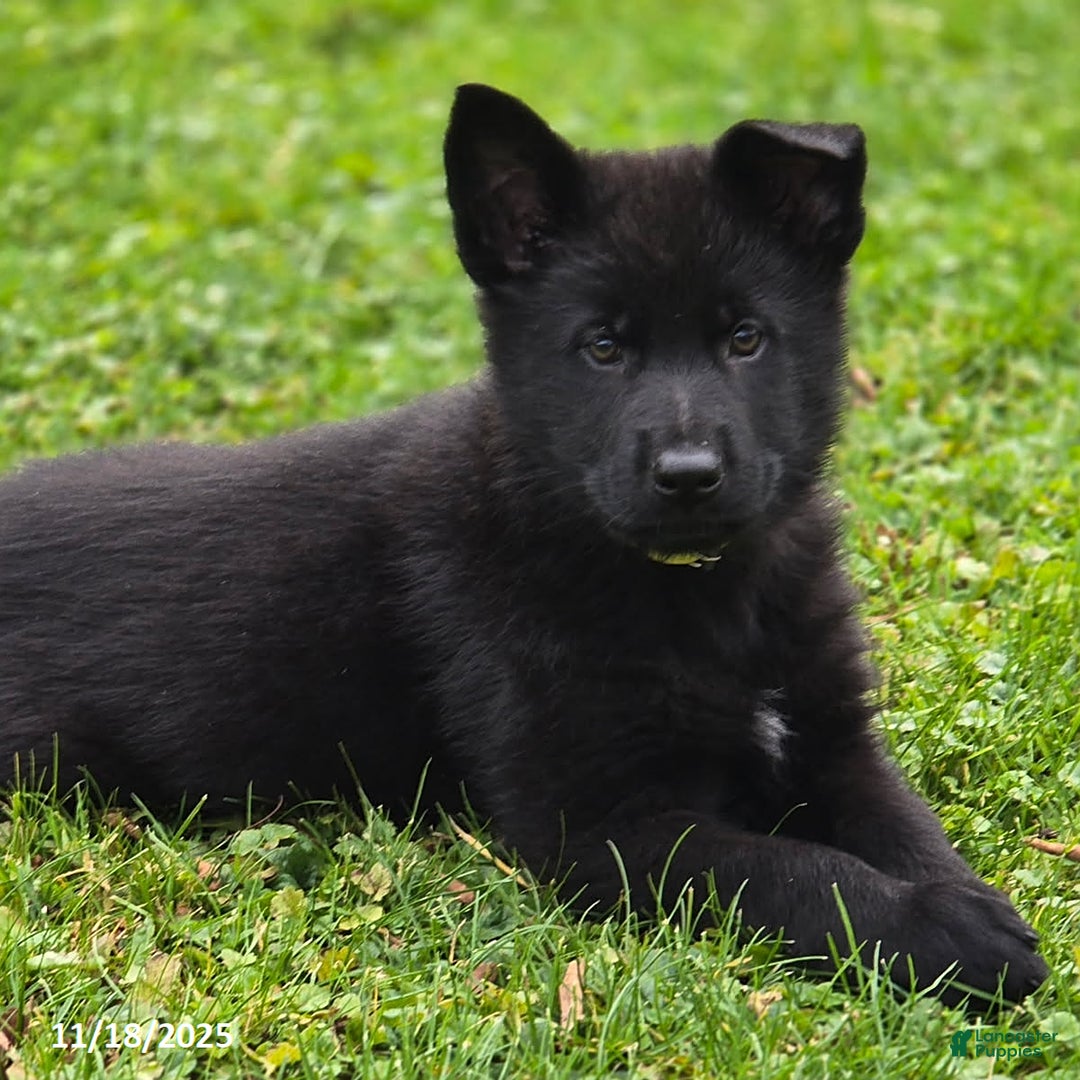 German Shepherd dogs for sale: Beyonce - Ad 3