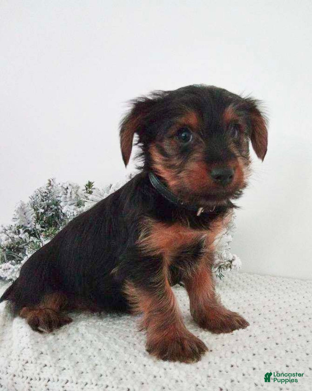 Yorkshire Terrier dogs for sale: Joey - Ad 5