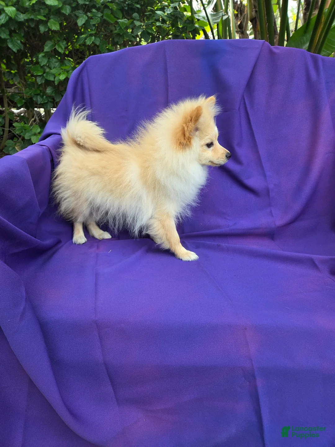 Pomeranian dogs for sale: Holt - Ad 1