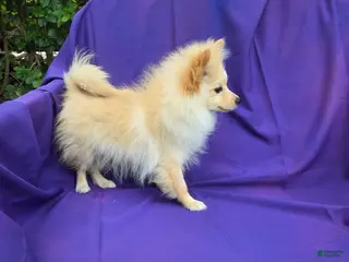 Pomeranian dogs Holt - Ad 22