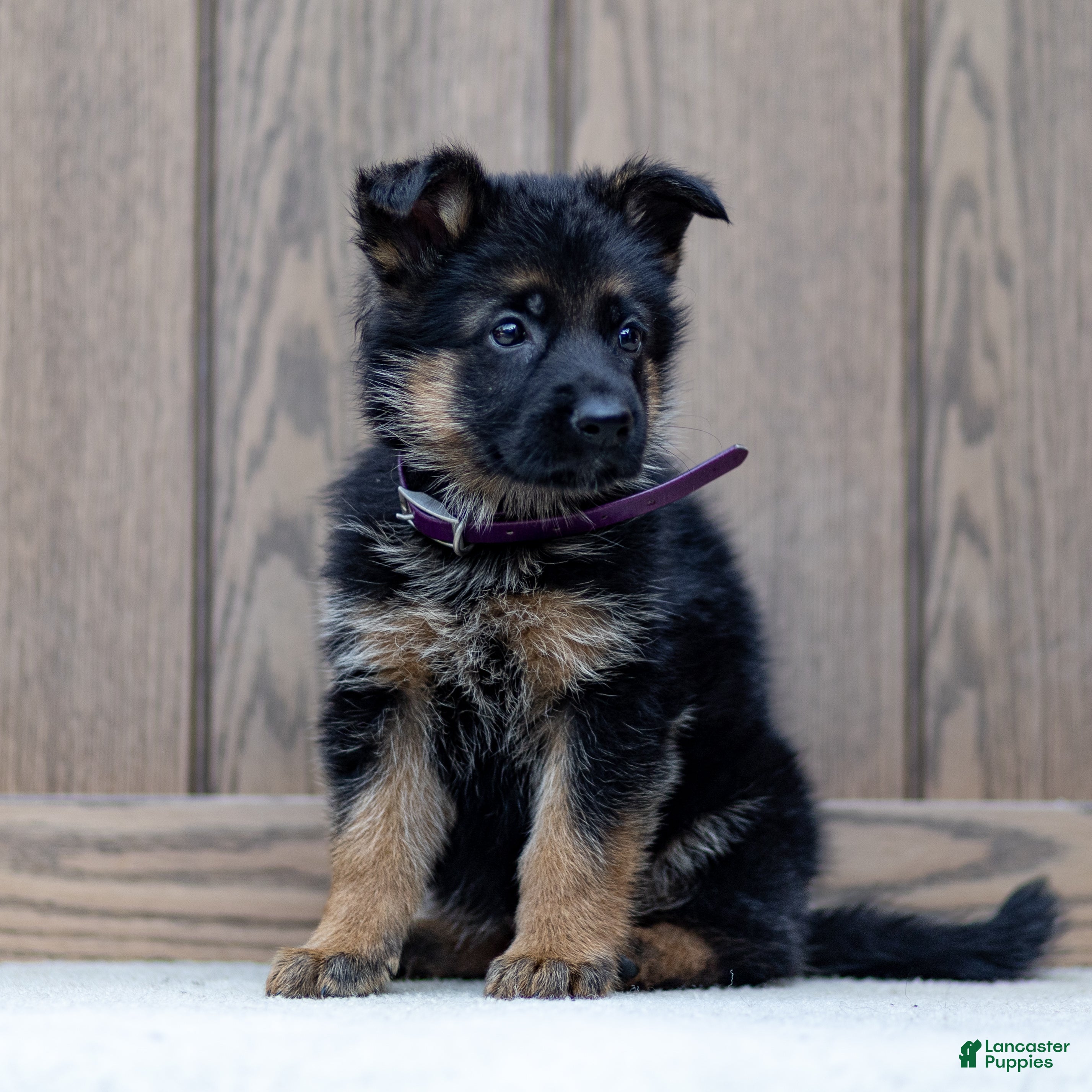 German Shepherd dogs Ziva - Ad 2