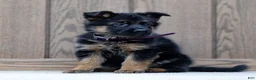 German Shepherd dogs for sale: Ziva - Ad 2